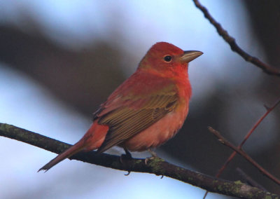 Summer Tanager; young male