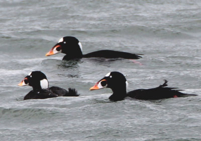 Surf Scoters; males