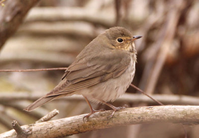 Swainson's Thrush