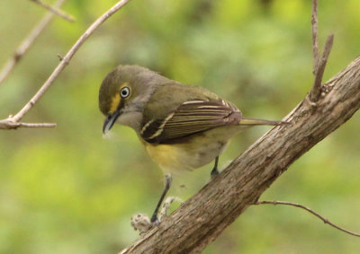 White-eyed Vireo 