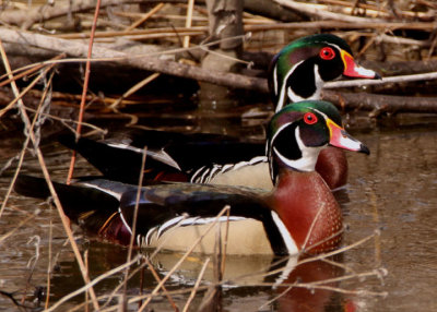 Wood Ducks; males