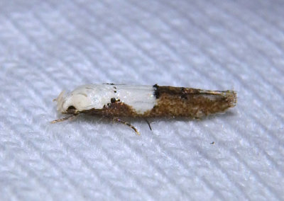 1434 - Mompha circumscriptella; Casebarer Moth species