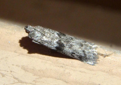 6020 - Ephestia kuehniella; Mediterranean Flour Moth; exotic