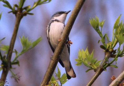 Cerulean Warbler; male