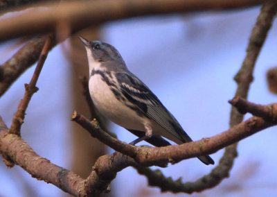 Cerulean Warbler; male 