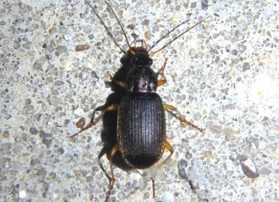 Chlaeniellus nemoralis complex; Vivid Metallic Ground Beetle species