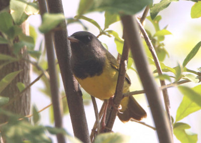 Mourning Warbler; male 