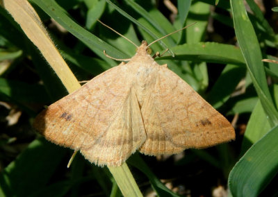 8733 - Caenurgia chloropha; Vetch Looper Moth