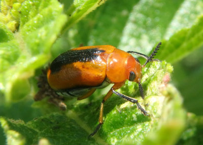 Anomoea nitidicollis; Case-bearing Leaf Beetle species