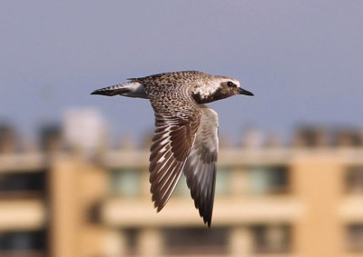 Black-bellied Plover; transitional