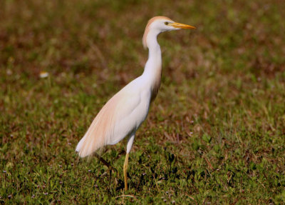 Cattle Egret; breeding