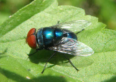 Chrysomya megacephala; Oriental Latrine Fly; male; exotic