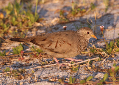 Common Ground-Dove; female