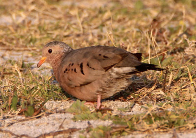 Common Ground-Dove; male