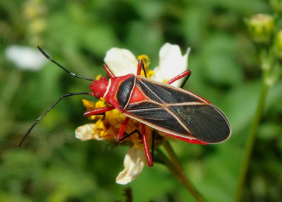 Dysdercus suturellus; Cotton Stainer
