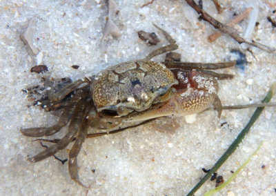 Gulf Sand Fiddler Crab