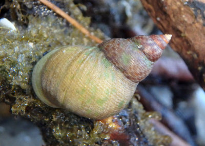 Mangrove Periwinkle