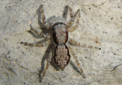 Menemerus bivittatus; Gray Wall Jumper; female; exotic