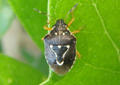 Mormidea pama; Stink Bug species