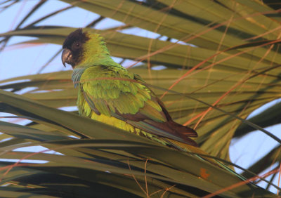 Nanday Parakeet; exotic 