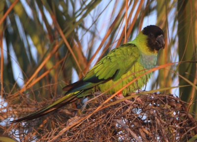 Nanday Parakeet; exotic 