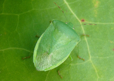 Nezara viridula; Southern Green Stink Bug