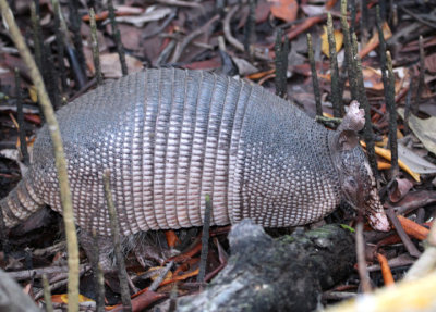 Nine-banded Armadillo 