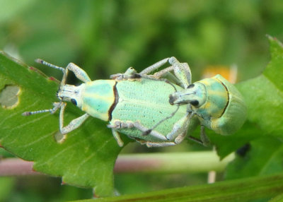 Pachnaeus litus; Blue-green Citrus Root Weevil pair