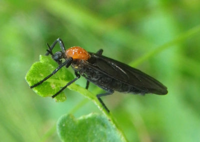 Plecia nearctica; Lovebug 