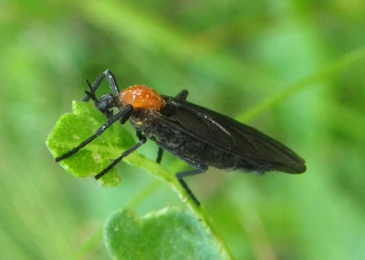 Plecia nearctica; Lovebug
