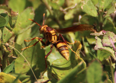 Polistes major; Horse Paper Wasp