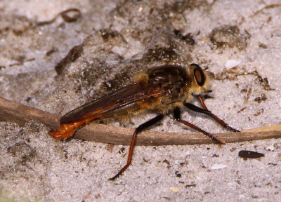 Proctacanthus fulviventris; Robber Fly species