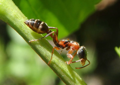 Pseudomyrmex gracilis; Graceful Twig Ant