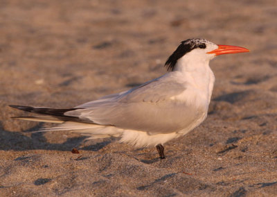 Royal Tern; transitional