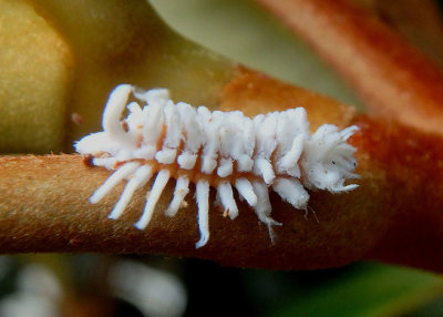Scymnus Dusky Lady Beetle species larva