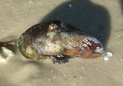 Southern Ribbed Mussel