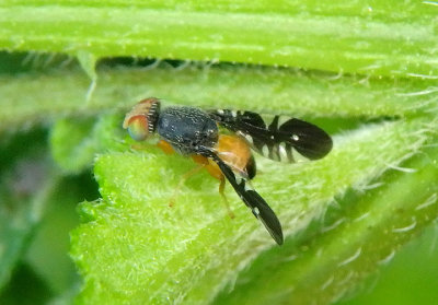 Xanthaciura tetraspina; Fruit Fly species; male