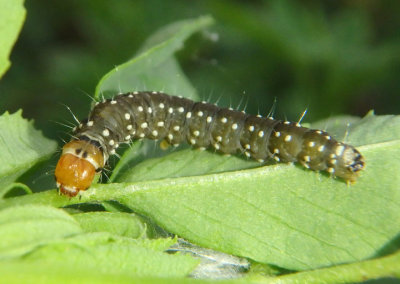 3633 - Choristoneura parallela; Spotted Fireworm