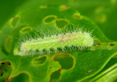 6234 - Emmelina monodactyla; Morning-glory Plume Moth caterpillar 