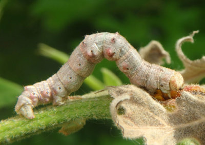6660 - Phigalia strigataria; Small Phigalia caterpillar