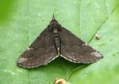 8448 - Hypena sordidula; Sordid Bomolocha Moth; male