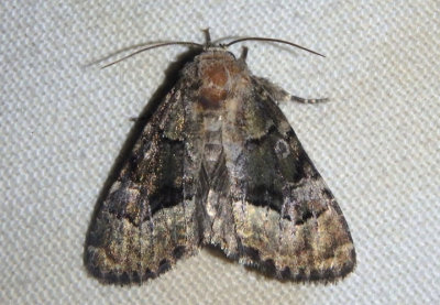 9808 - Euamiana dissimilis; Owlet Moth species
