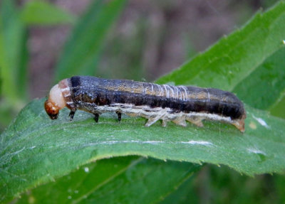 9939 - Eupsilia devia; Lost Sallow caterpillar