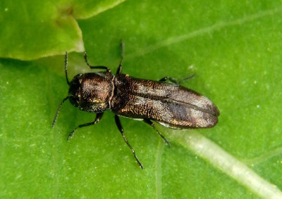 Agrilus subcinctus; Metallic Wood-boring Beetle species 
