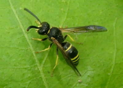 Ancistrocerus Mason Wasp species