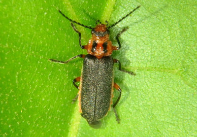 Atalantycha bilineata; Soldier Beetle species