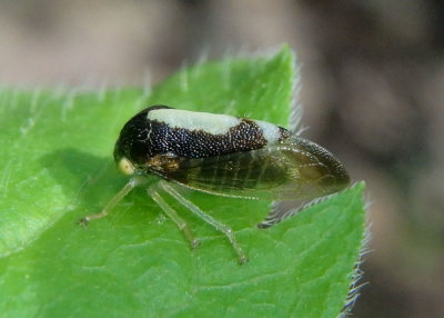 Atymna querci; Treehopper species; male