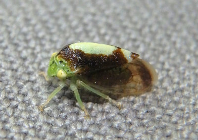 Atymna querci; Treehopper species; male