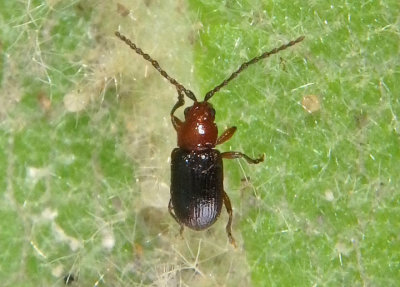 Aulacothorax copalina; Flea Beetle species; male