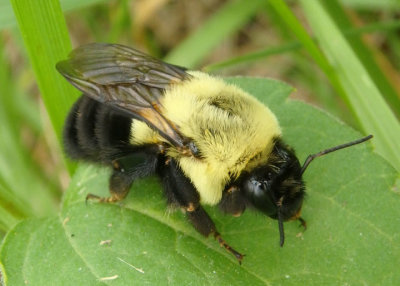 Bombus impatiens; Common Eastern Bumble Bee